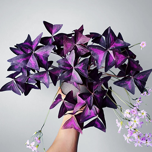 Oxalis Triangularis 125mm - The Collective