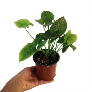 Syngonium Pink Splash 125mm
