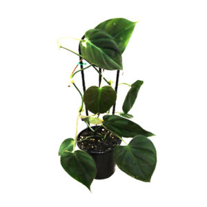 Philodendron Micans Velvet Ladder 100mm