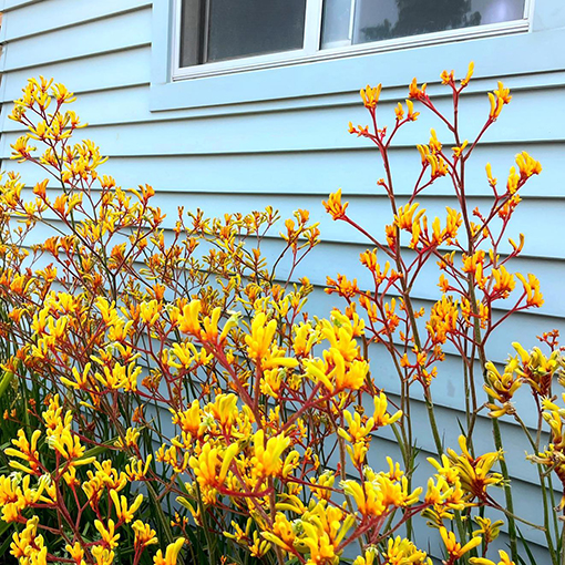 3337. Kangaroo Paws - barefoot.creative s