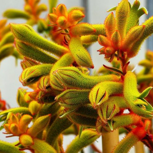 Anigozanthos Hybrid Amber Velvet FLOWER @nomenclaturabotanica