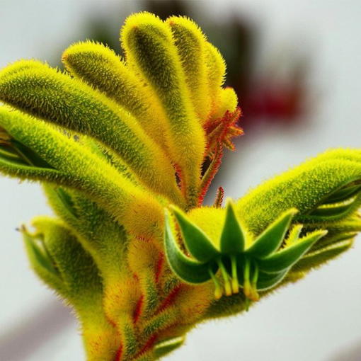 Anigozanthos Hybrid Gold Velvet FLOWER @fundamenta_botanica