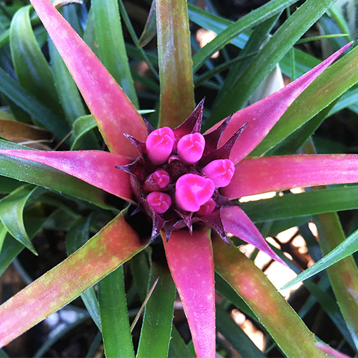 Bromeliad Benrathi @Bromeliad Paradise