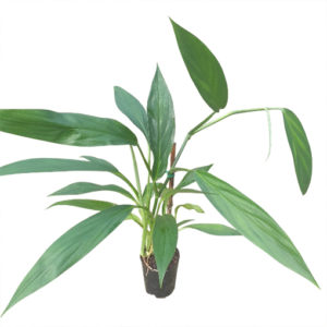 Epipremnum Amplissimum - Silver Leaf Pothos 120mm