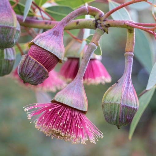 Eucalyptus Pyriformis (Syn Erythrocalyx) FLOWER @australiangeographic