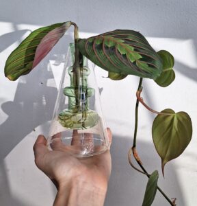 Coloured Vase Green - Float Jars