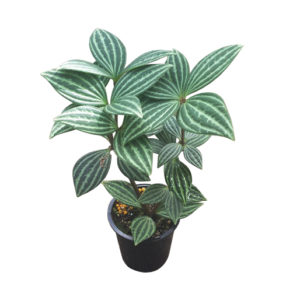 Parallel peperomia - Peperomia Puteolata 70mm