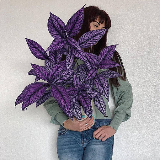 Persian Shield - angelplanthouse purple s