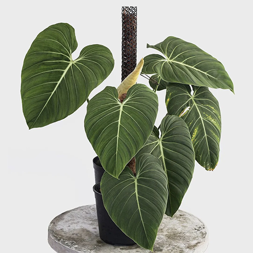 Philodendron Glorious - tobancay s