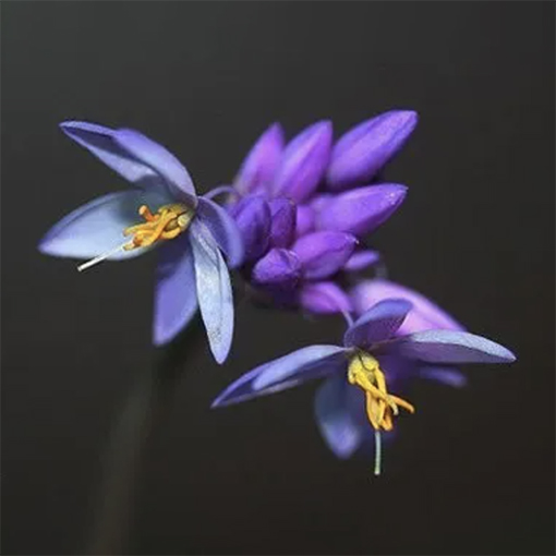 Sowerbaea juncea - Vanilla lily - buyrareseeds s