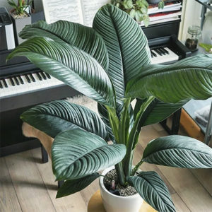 Spathiphyllum Sensation 250mm