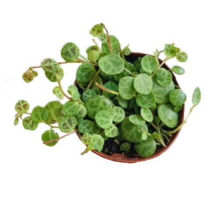 Peperomia Prostrata - String of Turtles  100mm