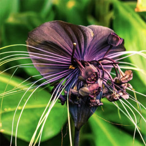 Care Tip For Growing Tacca - 'Bat Plant'
