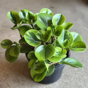 Peperomia Obtusifolia Lemon and Lime 200mm HB