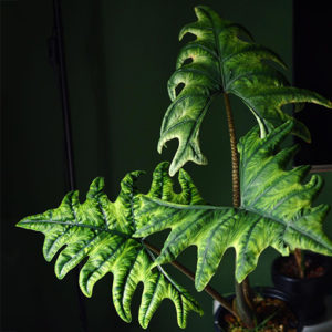 Alocasia Jacklyn Rare Indoor Plant