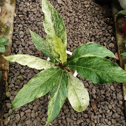 Anthurium hookeri variegata - ardi_plants11 s