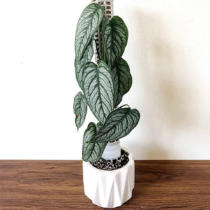Monstera Siltepecana El Salvador 120mm