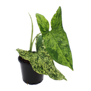 Syngonium Mojito 100mm