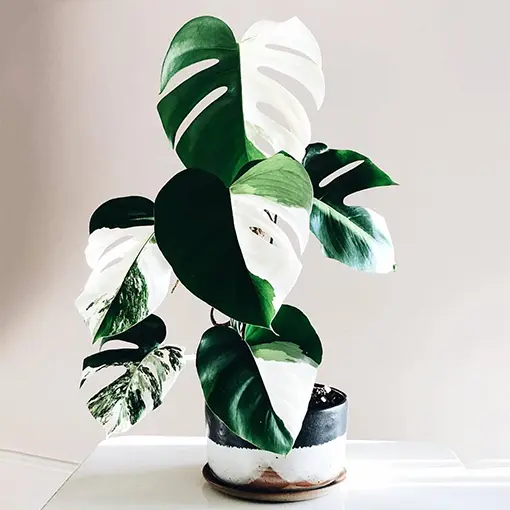 Monstera Deliciosa Cutting RARE FRUIT Bearing GIANT Mature Plant,  Guaranteed Over 2 Inches Thick Double Nodes New Leaves Fenestrated 