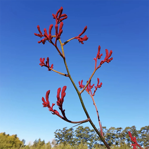 Anigoxanthos Big Red Kangaroo Paw - topoftherangeflowers s
