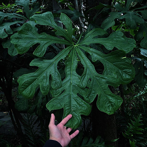 Anthurium clavigerum - araceae_ s