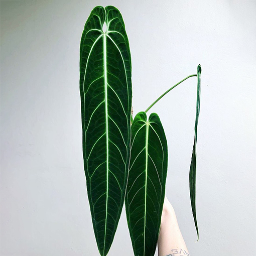 Anthurium warocqueanum - evitabotanica s