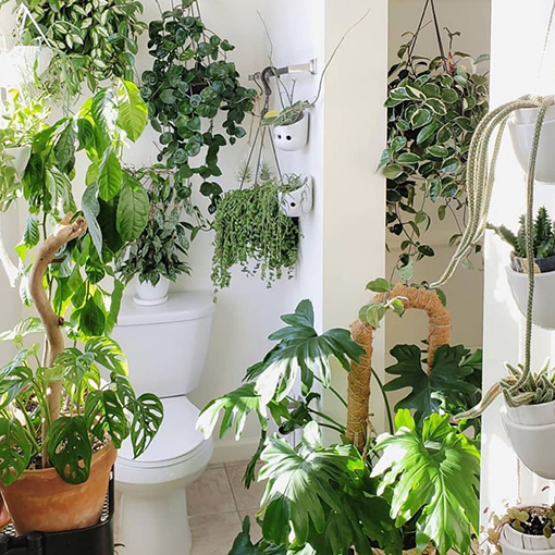 Bathroom Hanging Basket Plant Goals s