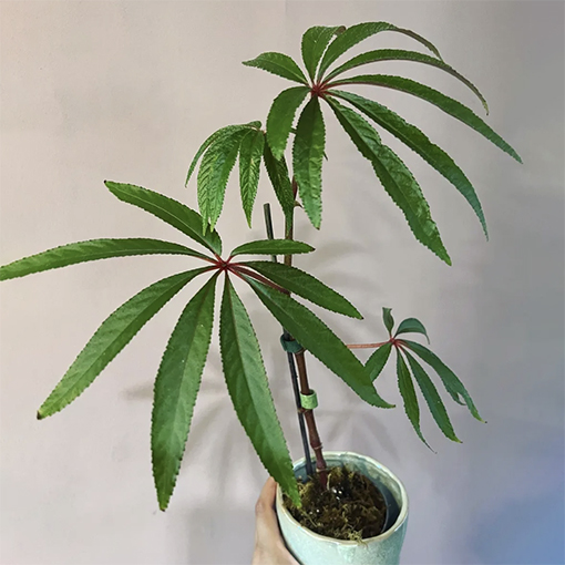 Begonia Luxurians - sorryivegotplantstoday s