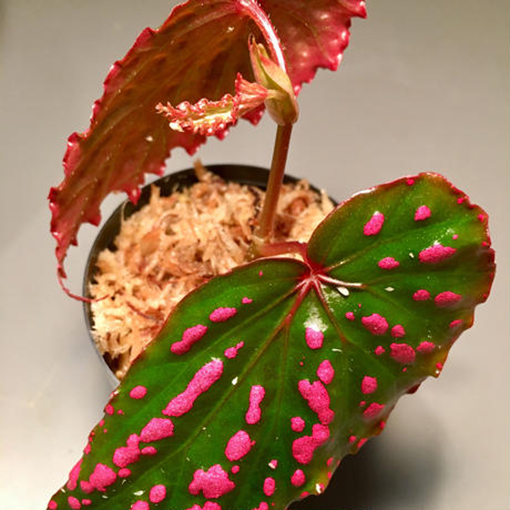 Begonia negrosensis 2 s