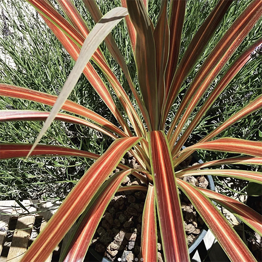 Cordyline banksii electric star - life_love_and_nature s