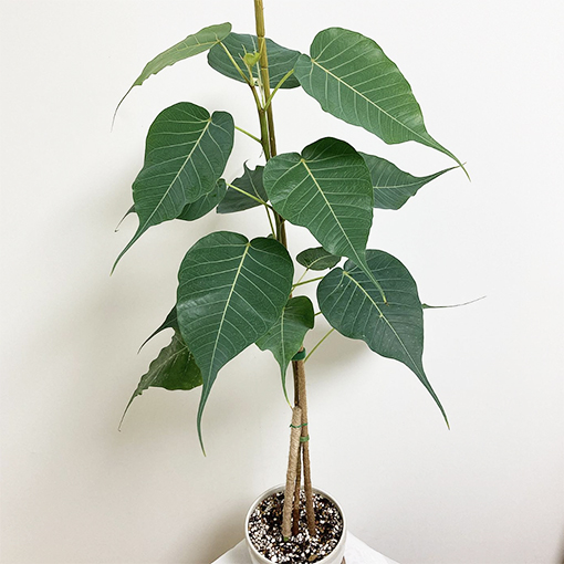 Ficus religiosa - br_brair_plant s