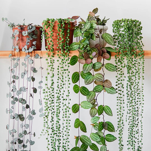 Fine leaved hanging plants s