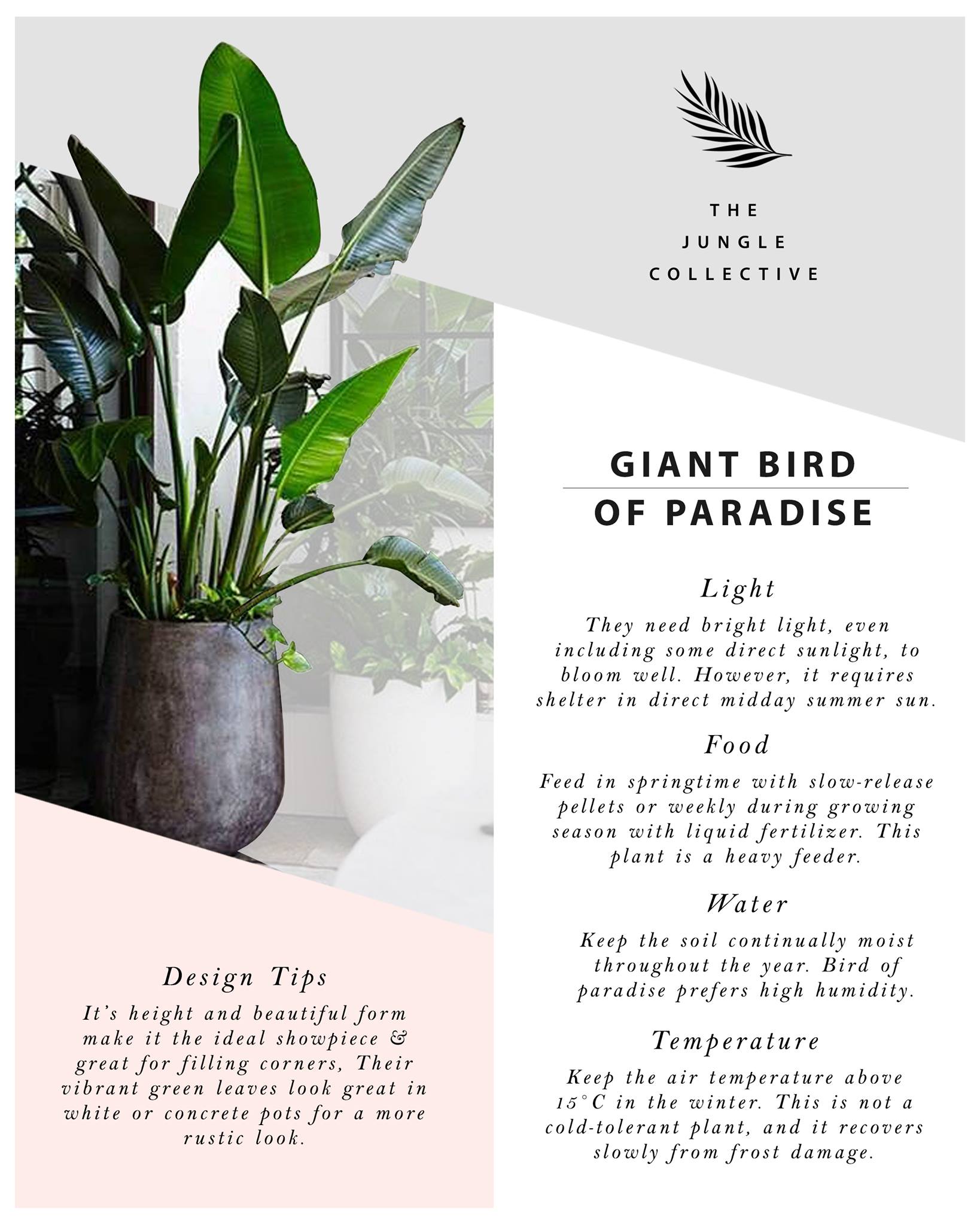 Giant Bird Of (Strelitzia Nicolai) Plant Tips