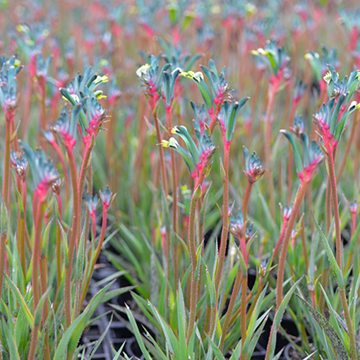 Kangaroo Paw Anigozanthos fireworks - Ramm Botanicals s