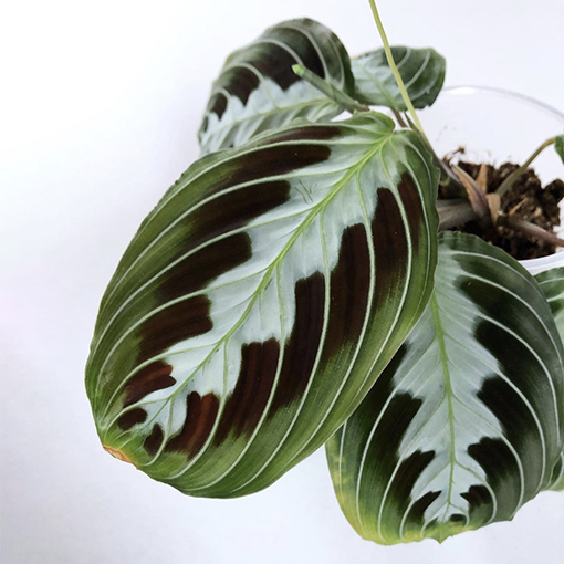 Maranta varieties - The Prayer Plant family