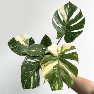 Thai Constellation Monstera