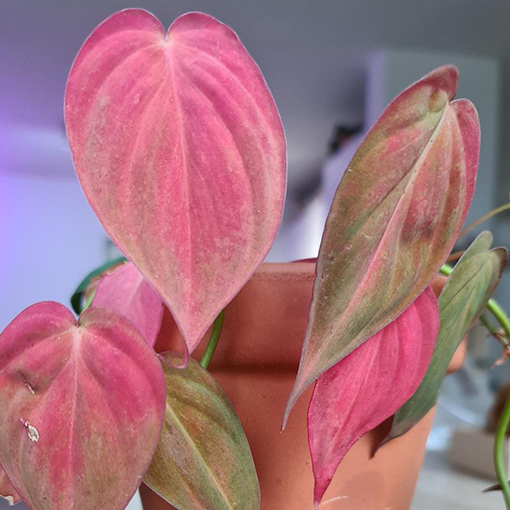 Philodendron Micans Pink Variegata s