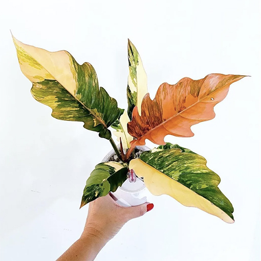 Philodendron caramel marble - plants_official_botanical s