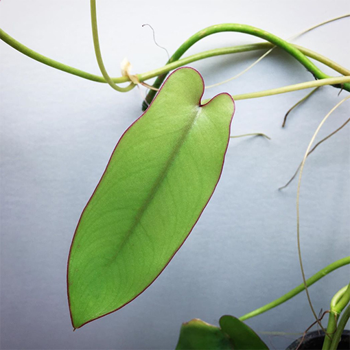 Philodendron recurvifolium - biotopicdesign s