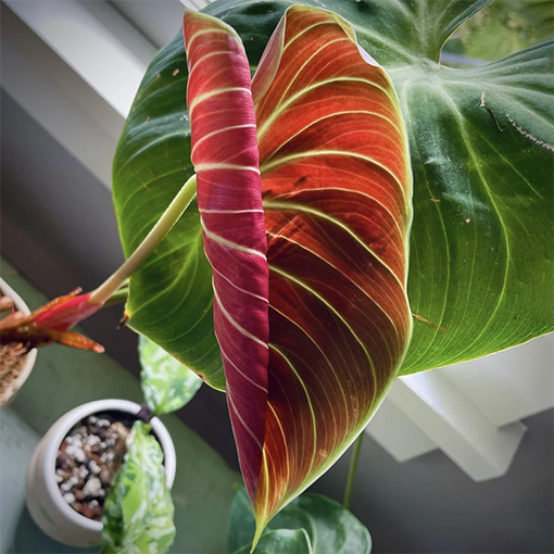 Philodendron rubrijuvenile ‘El Choco Red’ - lookatthisleaf s