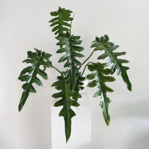 Philodendron ‘Bob See’ - craigmilran