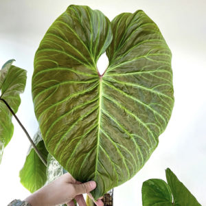 Philodendron Sodiroi 125mm
