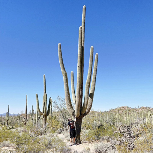 Saguaro cactus - Carnegiea gigantea - bimmon666 s
