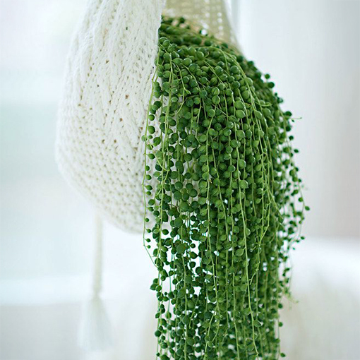 String of Pearls - Senecio rowleyanus