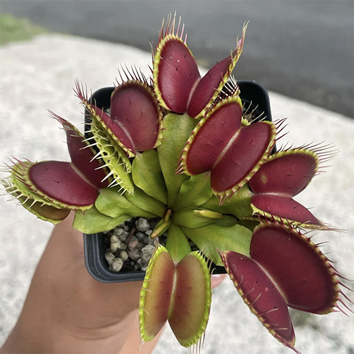 Venus Fly Trap Plant - floracarnivora s