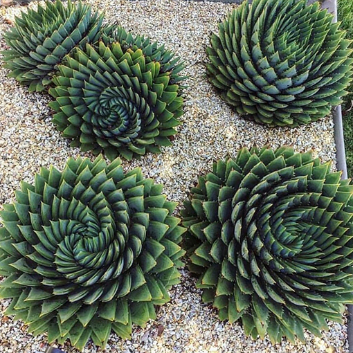 Spiral Aloe