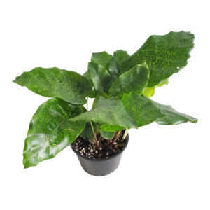 Calathea Musaica – Calathea Network 90mm