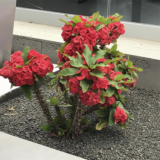 Crown of Thorns - euphorbia milii vulcanus - theflowerboxpt s