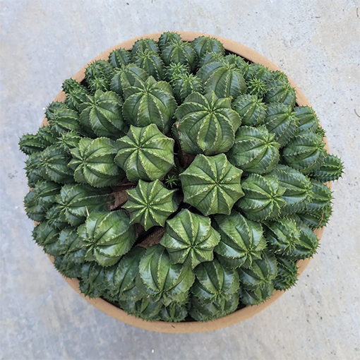 Euphorbia meloformis - crazy4cactus s