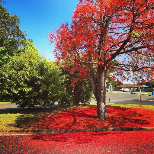 Does nature matter in fire red?